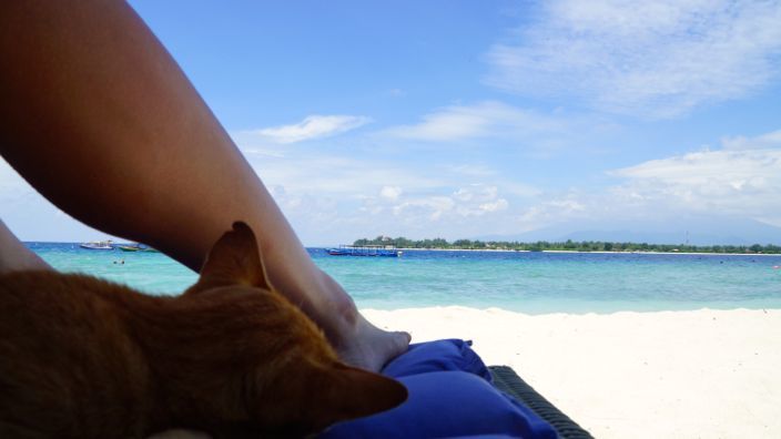 Gili T Beach View with Cat