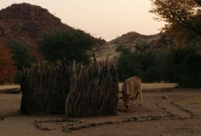 Namibia Aabadi cow