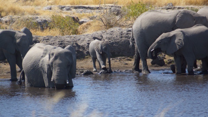 Namibia Etosha National Park Elefants