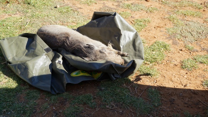 Namibia Outjo pig