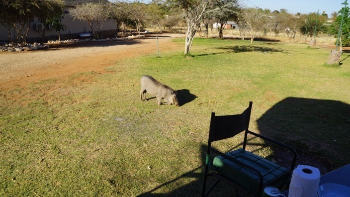 Namibia Outjo pig