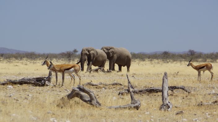 Namibia Etosha National Park elefants
