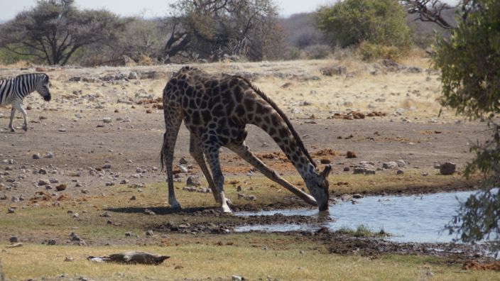 Namibia Etosha National Park giraffe