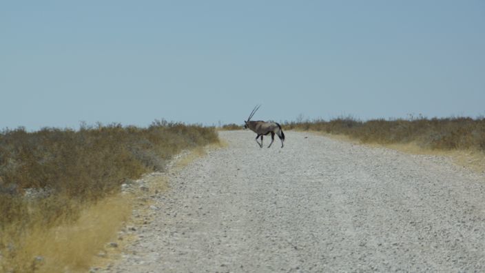 Namibia gravel-road oryx