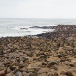 Namibia Cape Cross Seals