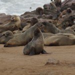 Namibia Cape Cross Seals