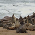 Namibia Cape Cross Seals