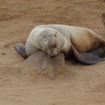 Namibia Cape Cross Seals