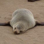 Namibia Cape Cross Seals