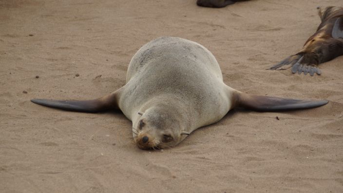 Namibia Cape Cross Seals