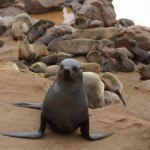 Namibia Cape Cross Seals