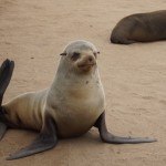 Namibia Cape Cross Seals