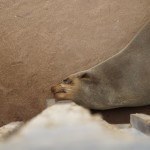 Namibia Cape Cross Seals