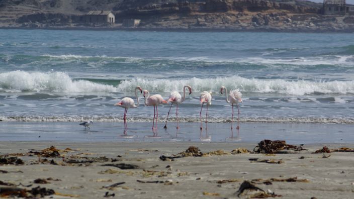 Namibia Luderitz Dias Point Flamingos