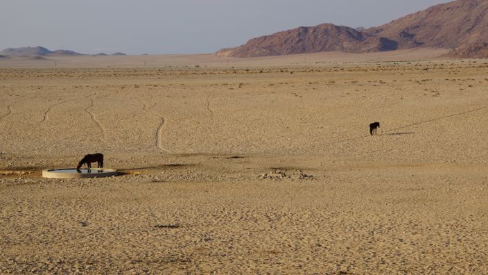 Namibia Wild Horses
