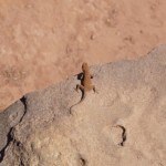 Namibia Twyfelfontein gecko