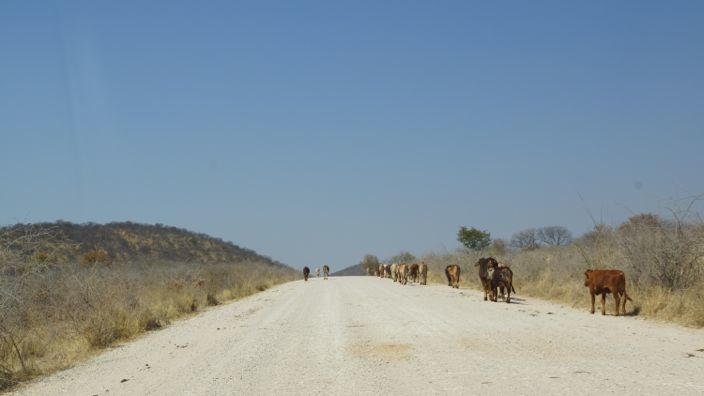 Namibia Road-Trip cow