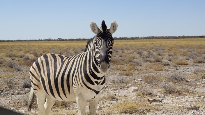 Namibia Etosha National Park Zebra