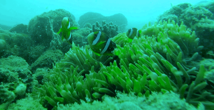 Diving Coron Nemo Clownfish