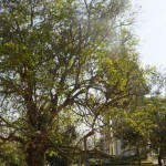 Killing Fields Phnom Penh Magic Tree