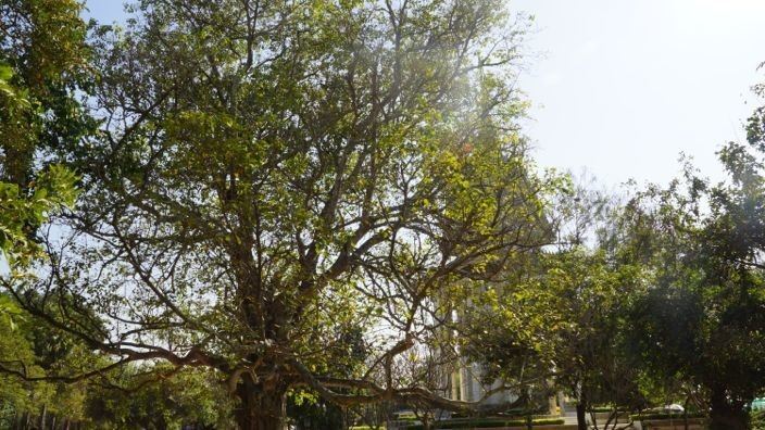 Killing Fields Phnom Penh Magic Tree