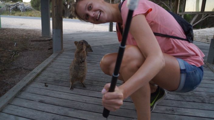 Rottnest Island Quokka