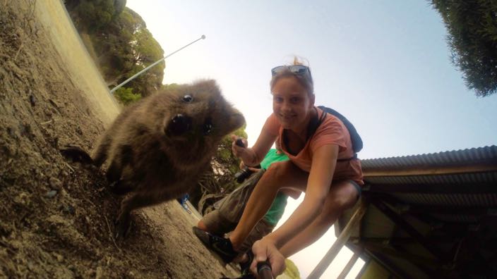 Rottnest Island Quokka