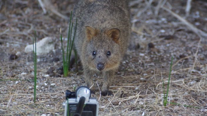 Rottnest Island Australia Quokka