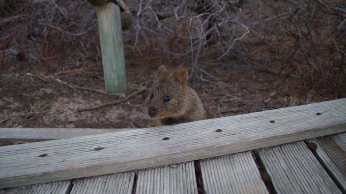 Rottnest Island Quokka