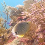 Scubadiving Mexico Riviera Maya