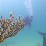 Scubadiving Mexico Riviera Maya