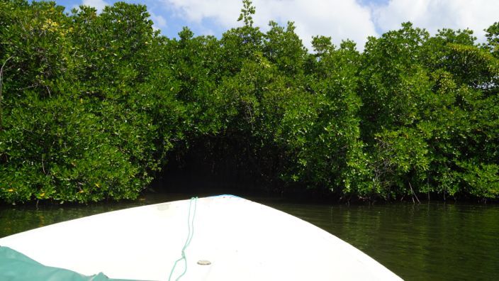 Sri Lanka Madu River Mangroves