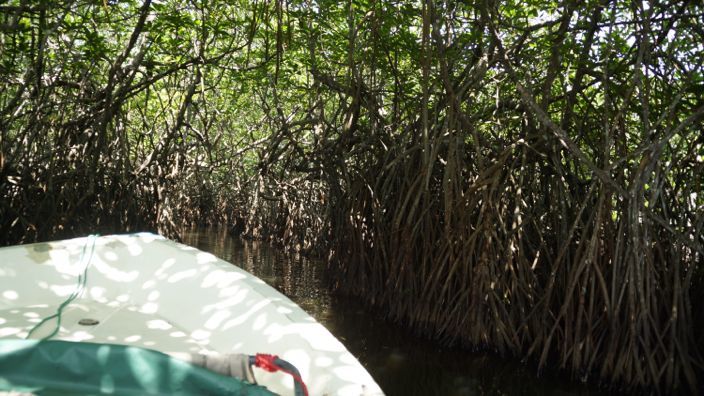 Sri Lanka Madu River Mangroves