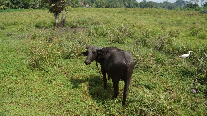 Sri Lanka Waterbuffalo