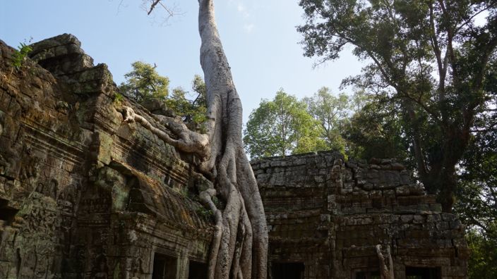 Angkor Wat Ta Prohm