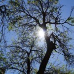 South Africa Cape Town Gardens Tree