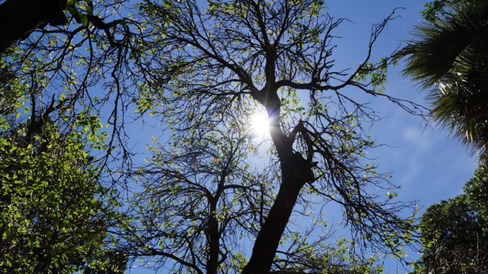 South Africa Cape Town Gardens Tree